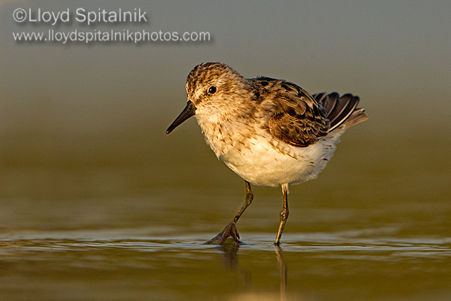 Semipalmated Sandpiper