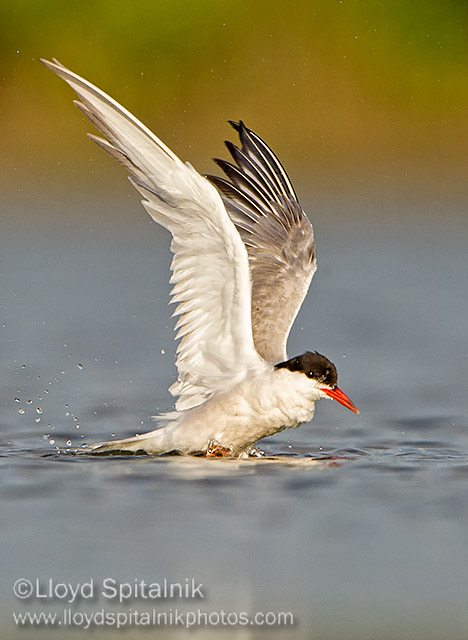 Common Tern