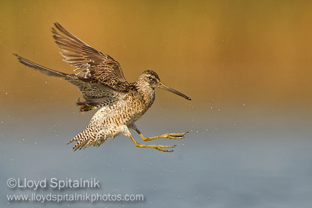 Short-billed Dowitcher
