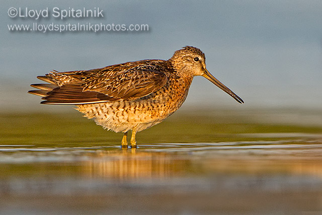 Short-billed Dowitcher