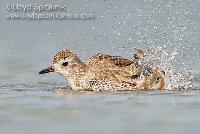 Black-bellied Plover