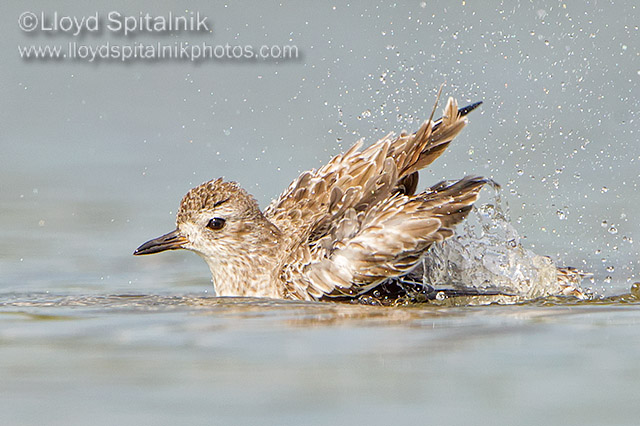 Black-bellied Plover