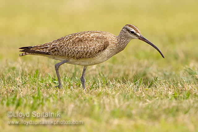 Whimbrel