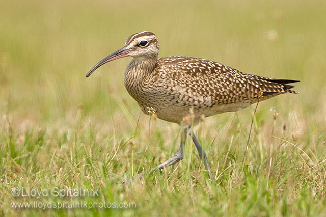 Whimbrel (juvenile)