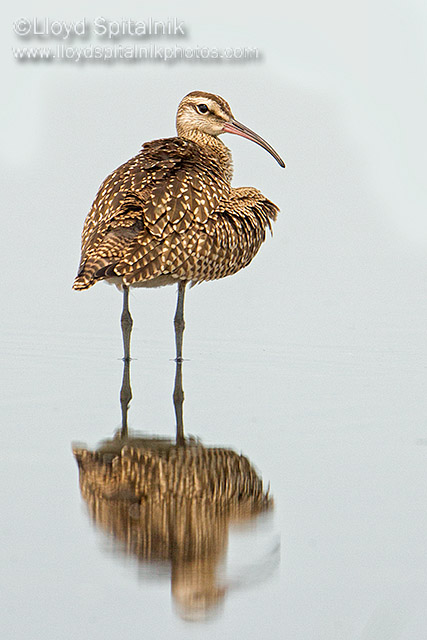 Whimbrel (juvenile)