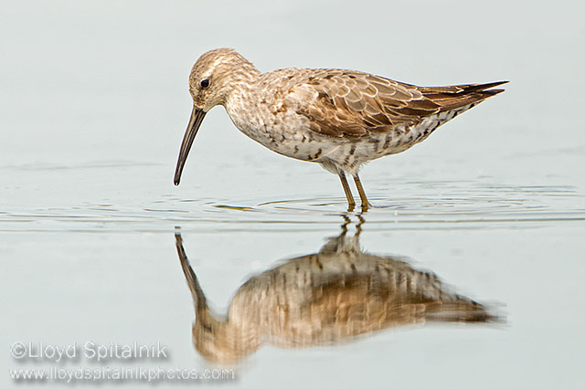 Stilt Sandpiper