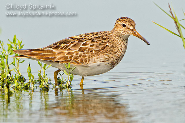 Pectoral Sandpiper