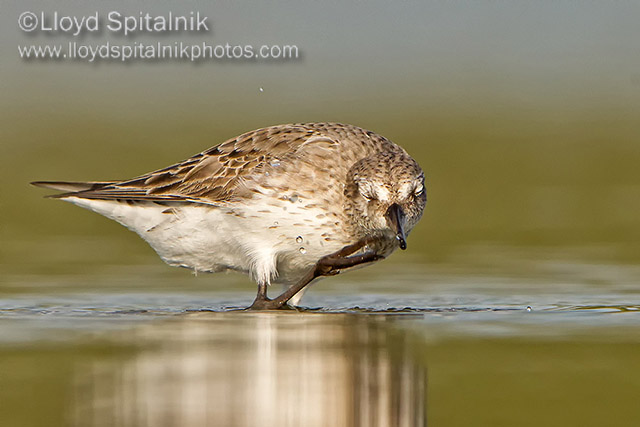 White-rumped Sandpiper 