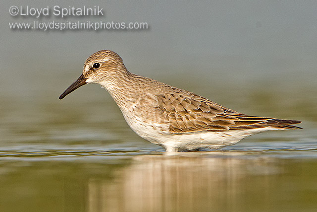 White-rumped Sandpiper 