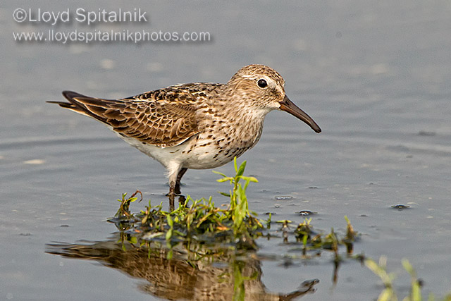 White-rumped Sandpiper 
