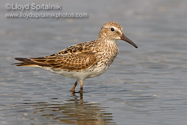 White-rumped Sandpiper 