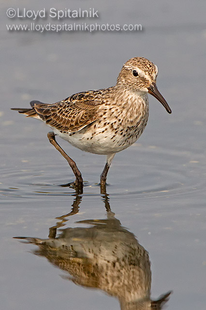 White-rumped Sandpiper 