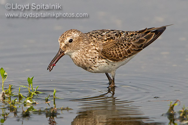 White-rumped Sandpiper 