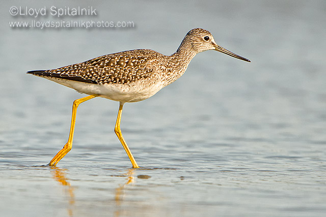 Greater Yellowlegs (juvenile)