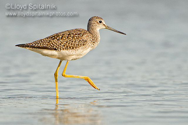 Greater Yellowlegs (juvenile)