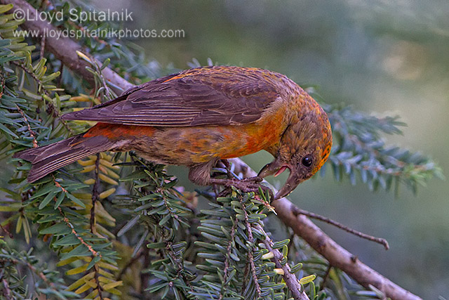 Red Crossbill (Type 3)