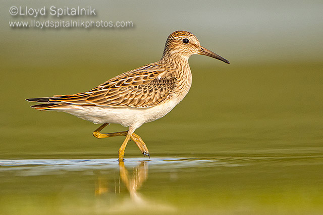 Pectoral Sandpiper (juvenile)