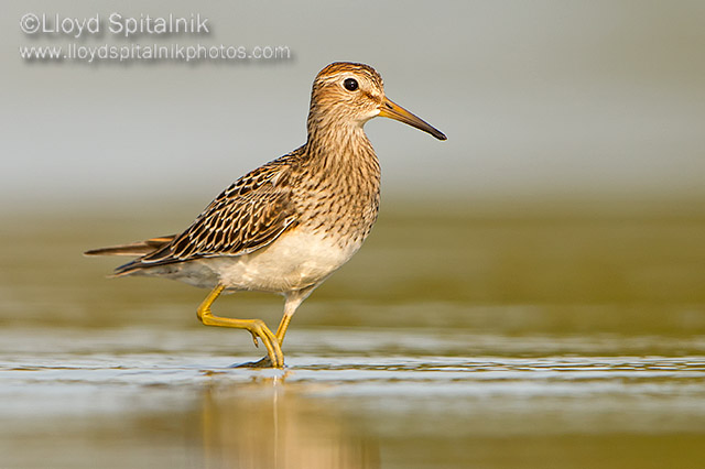 Pectoral Sandpiper (juvenile)