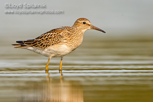 Pectoral Sandpiper (juvenile)