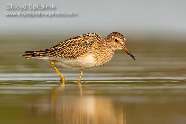 Pectoral Sandpiper (juvenile)