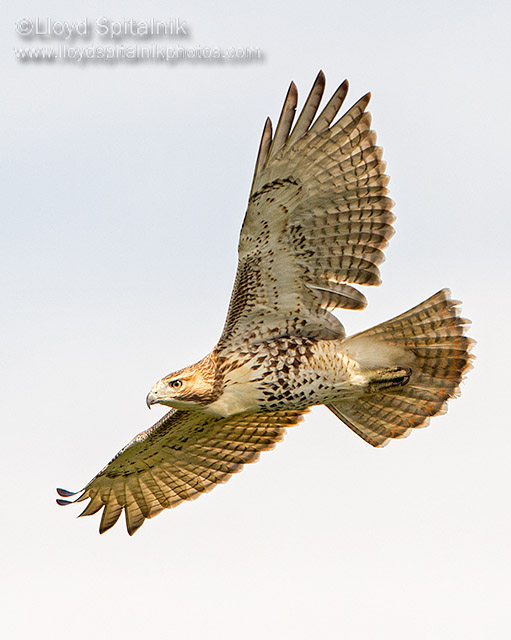 Red-tailed Hawk