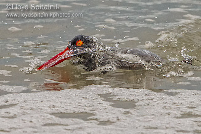 American Oystercatcher 