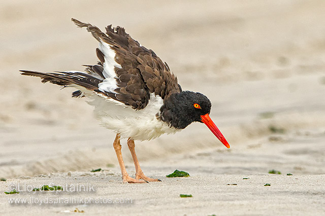 American Oystercatcher 