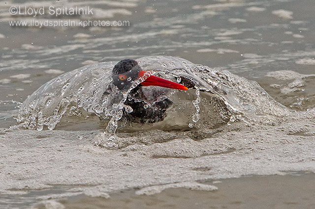 American Oystercatcher 