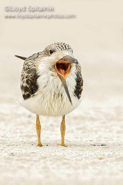 Black Skimmer