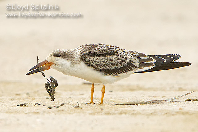 Black Skimmer