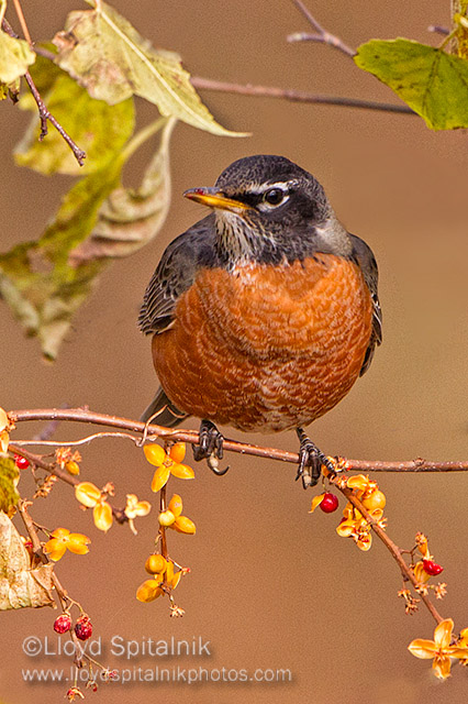 American Robin