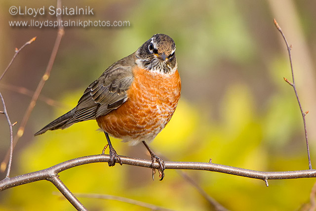 American Robin
