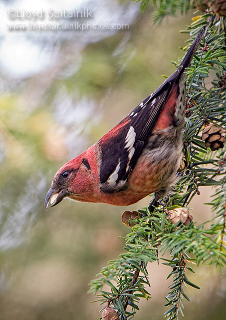 White-winged Crossbill