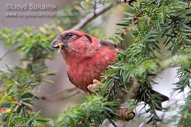 White-winged Crossbill
