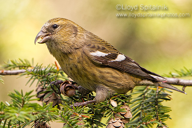 White-winged Crossbill (female)