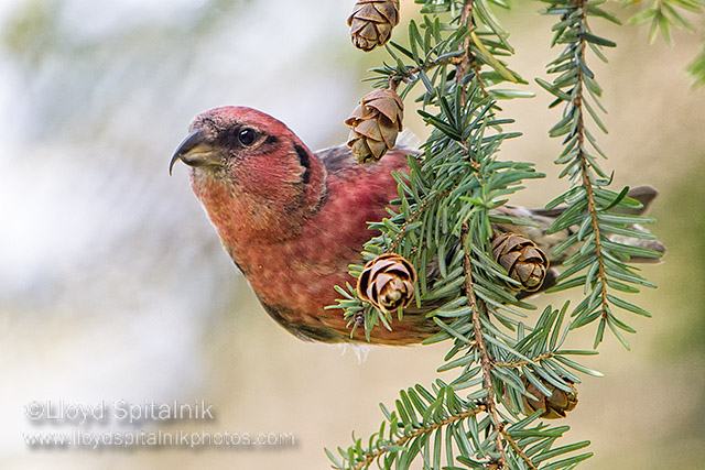 White-winged Crossbill