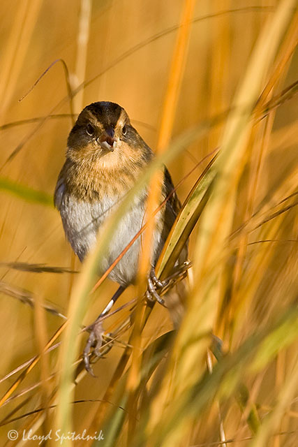 Nelsons Sparrow