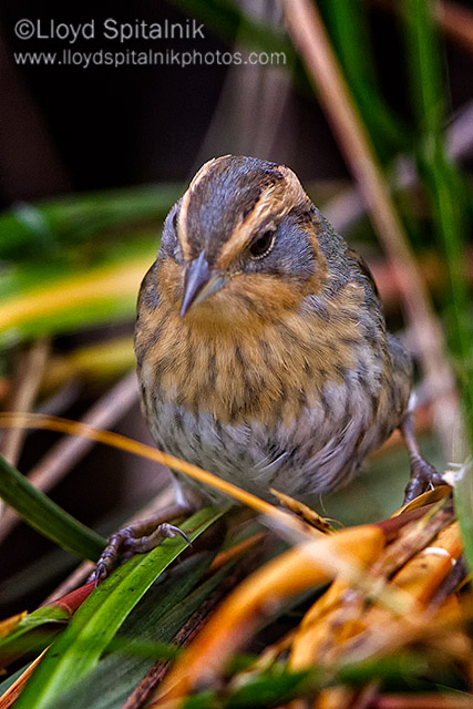 Nelsons Sparrow