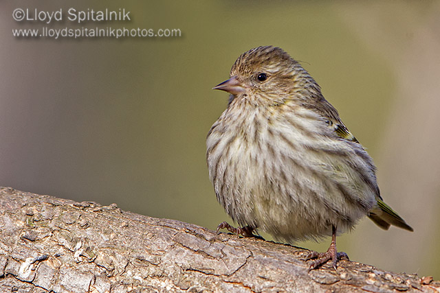 Pine Siskin