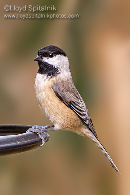 Carolina Chickadee
