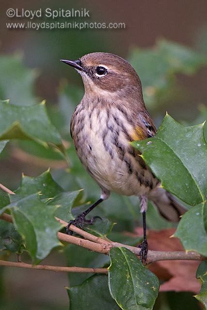 Yellow-rumped Warbler