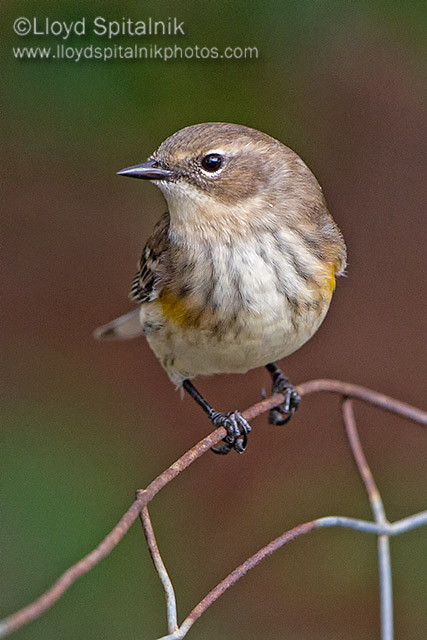 Yellow-rumped Warbler
