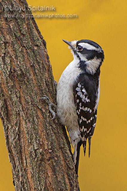 Downy Woodpecker