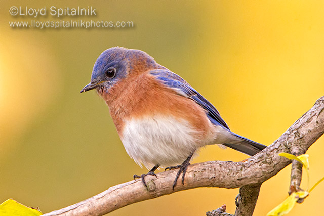 Eastern  Bluebird