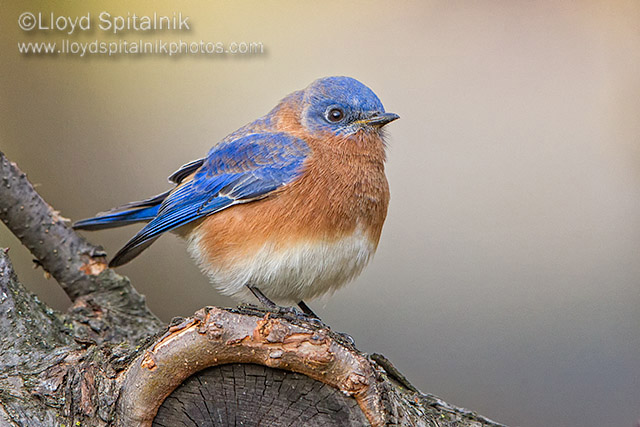 Eastern  Bluebird