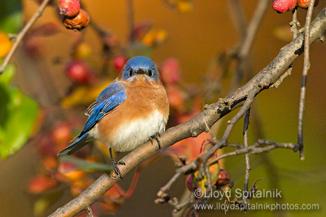Eastern  Bluebird