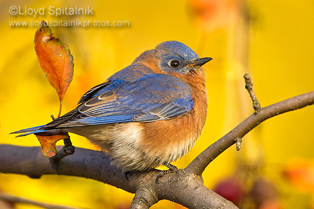 Eastern  Bluebird