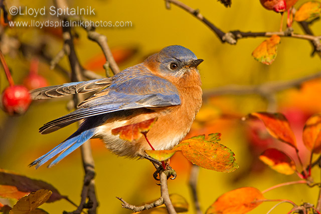 Eastern  Bluebird