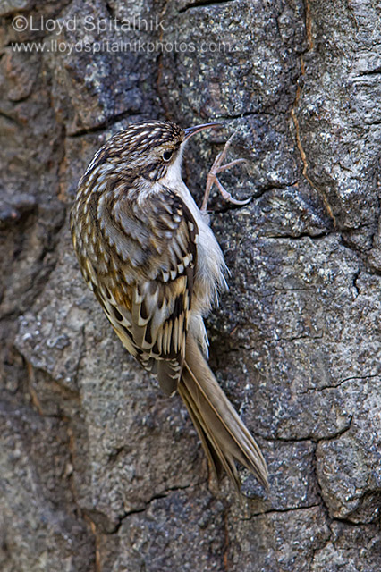 Brown Creeper