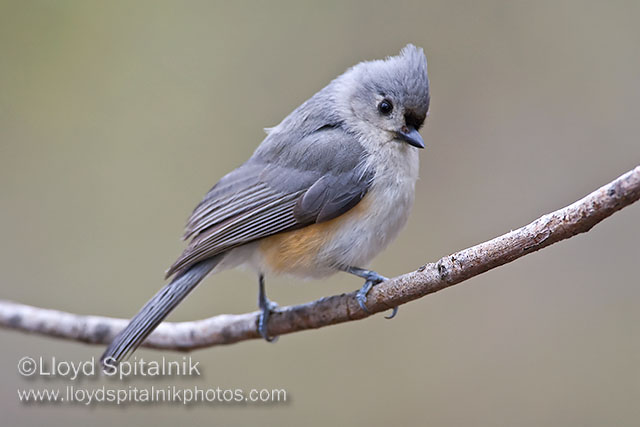 Tufted Titmouse